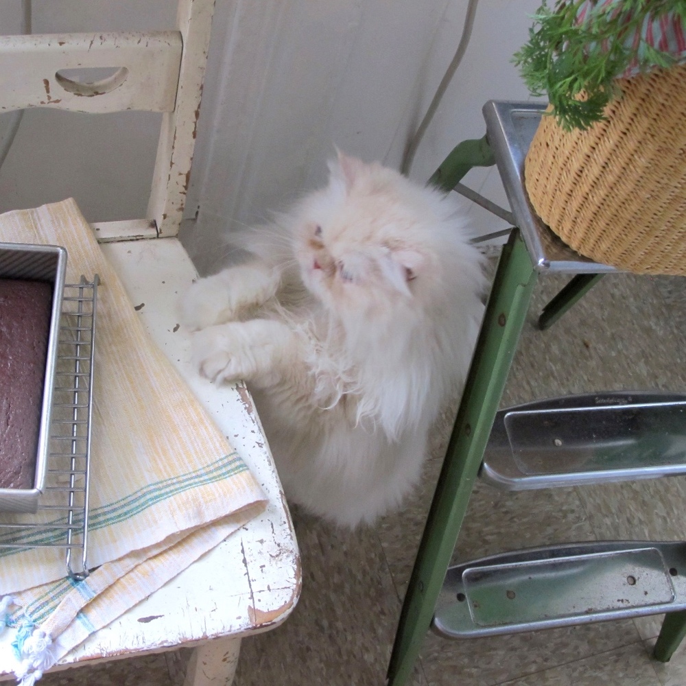 Meet your Posher, Posh